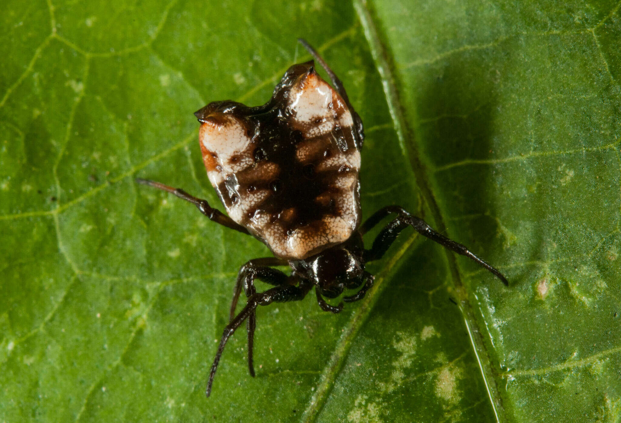 Image of Micrathena patruelis (C. L. Koch 1839)