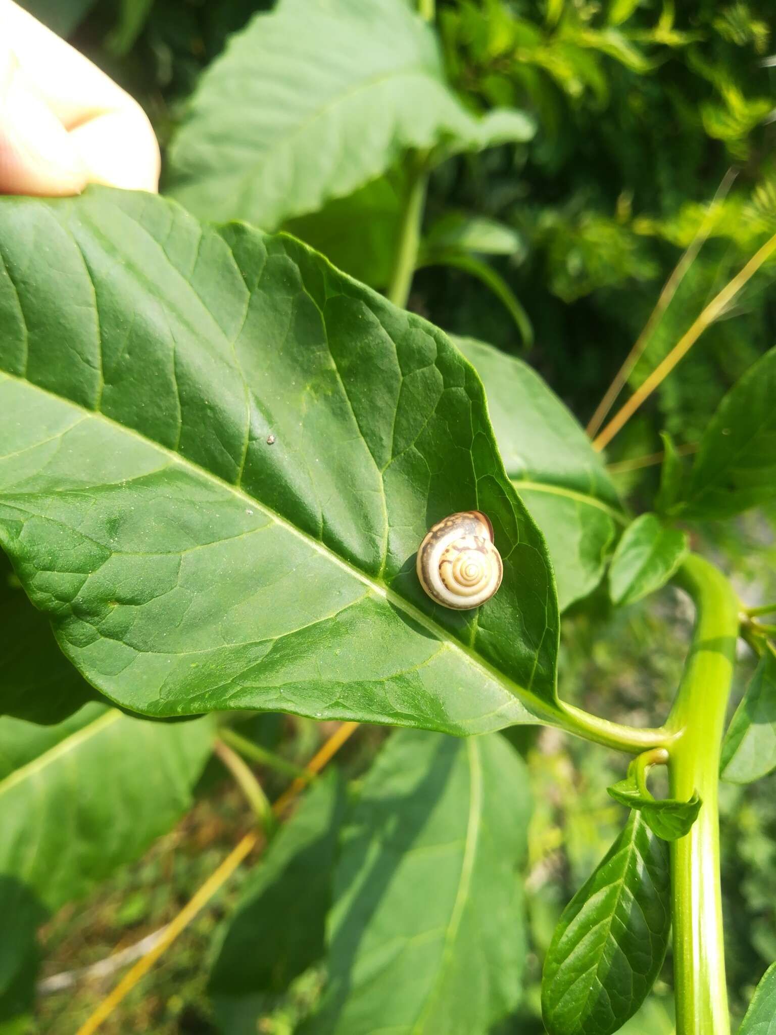 Image of Carthusian snail