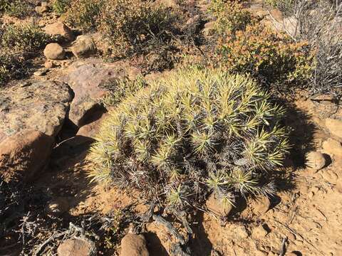 Euphorbia loricata Lam. resmi