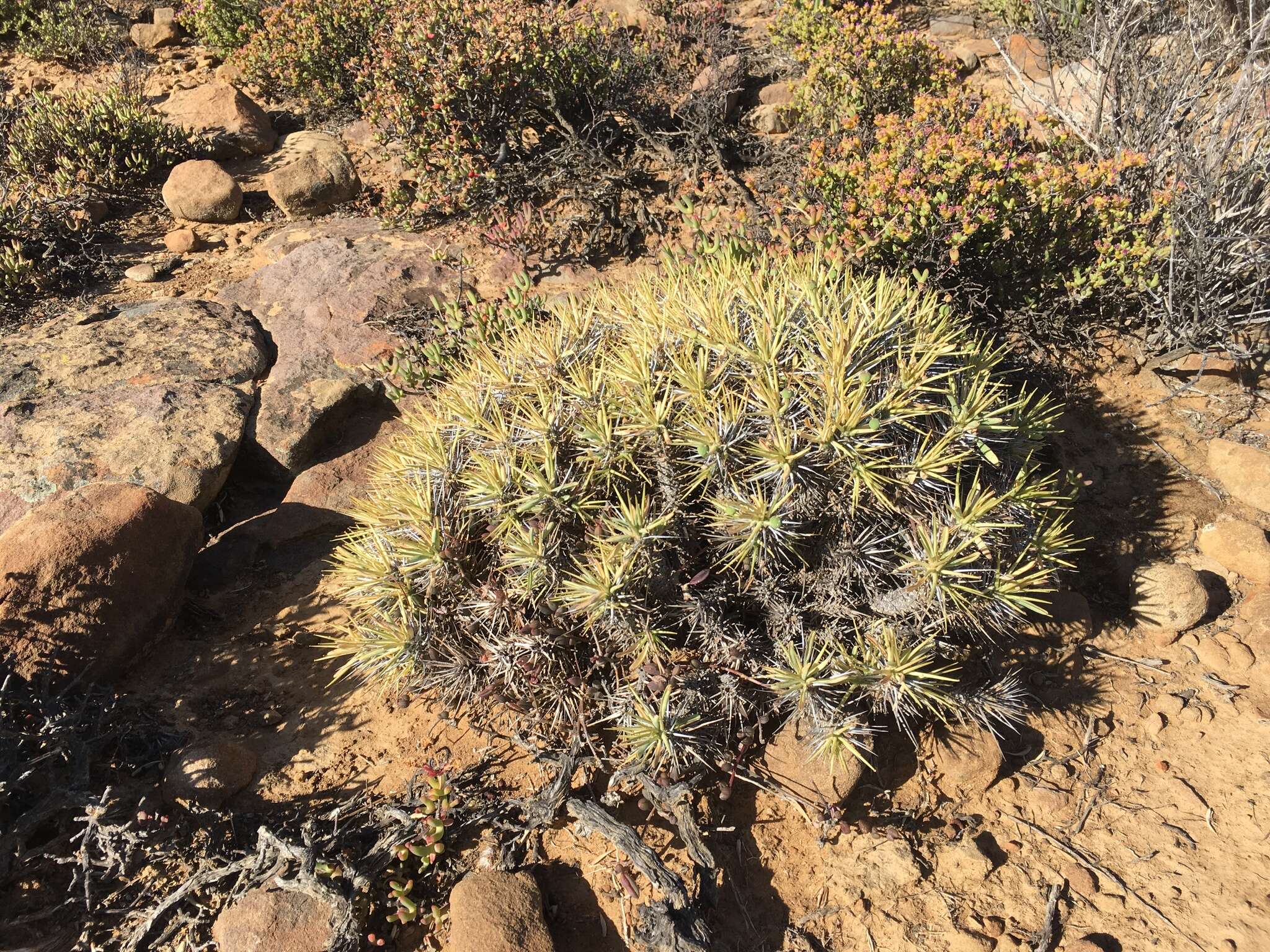 Image of Euphorbia loricata Lam.