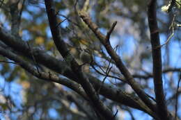 Image of Acanthisitta chloris granti Mathews & Iredale 1913