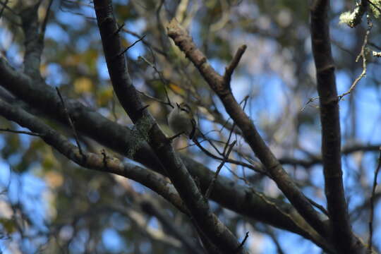 Sivun Acanthisitta chloris granti Mathews & Iredale 1913 kuva