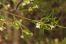 Image of Zieria laxiflora (Benth.) Domin