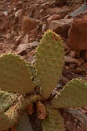 Image of beavertail pricklypear