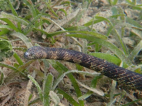 Image of Reef shallows seasnake