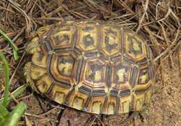 Image of Southeastern hinge-back tortoise