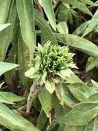 Image of Goldenrod Bunch Gall