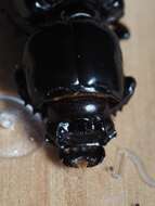Image of Bess Beetles (genus)