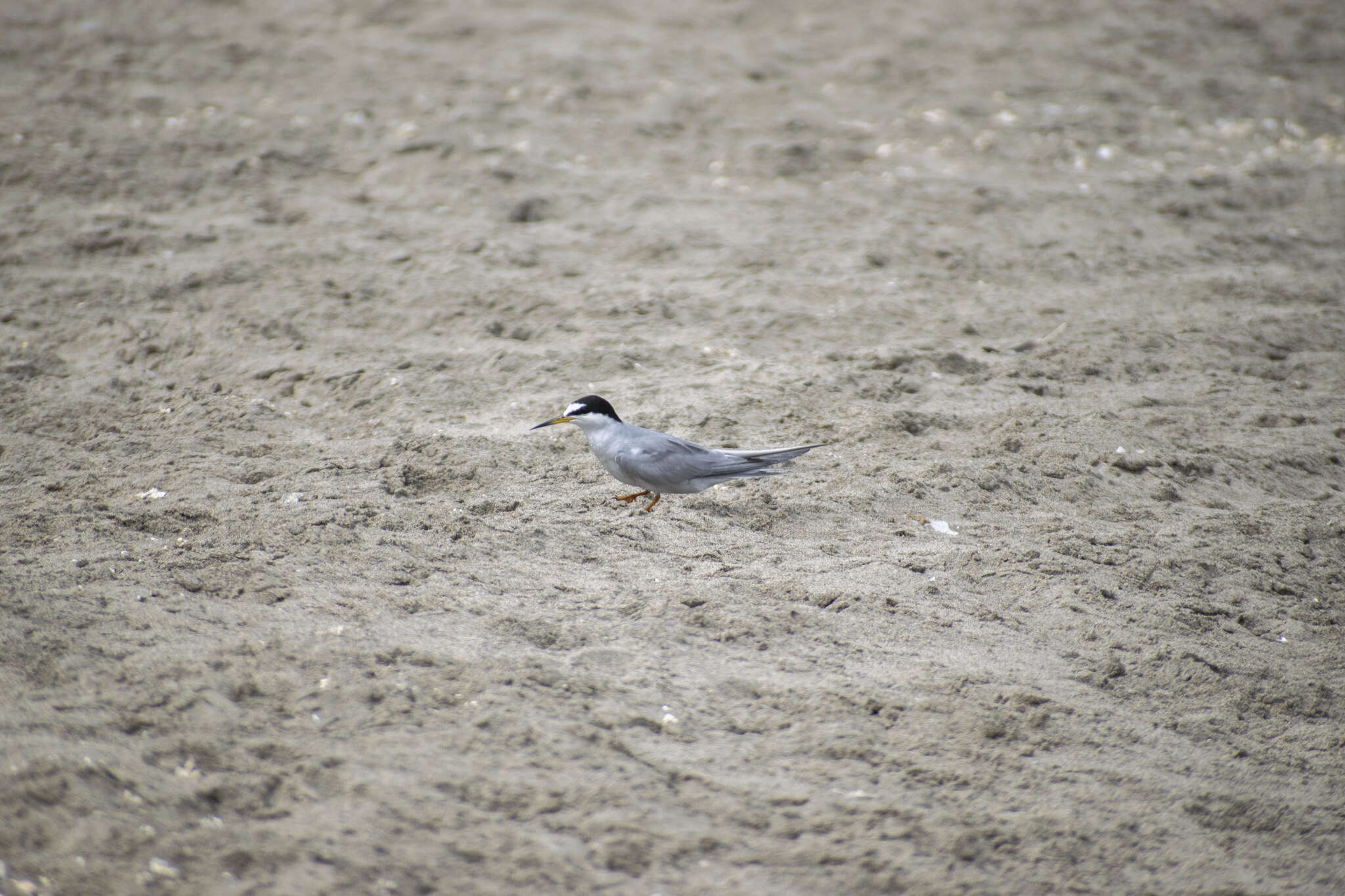 Image of Peruvian Tern