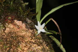 Image de Kefersteinia lafontainei Senghas & G. Gerlach