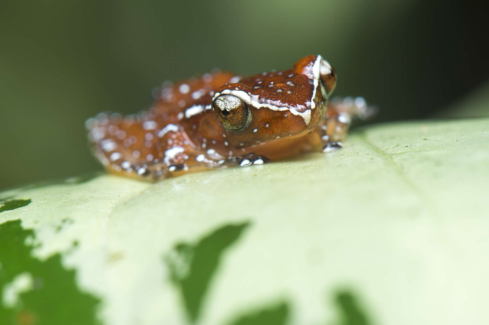 Слика од Nyctixalus pictus (Peters 1871)