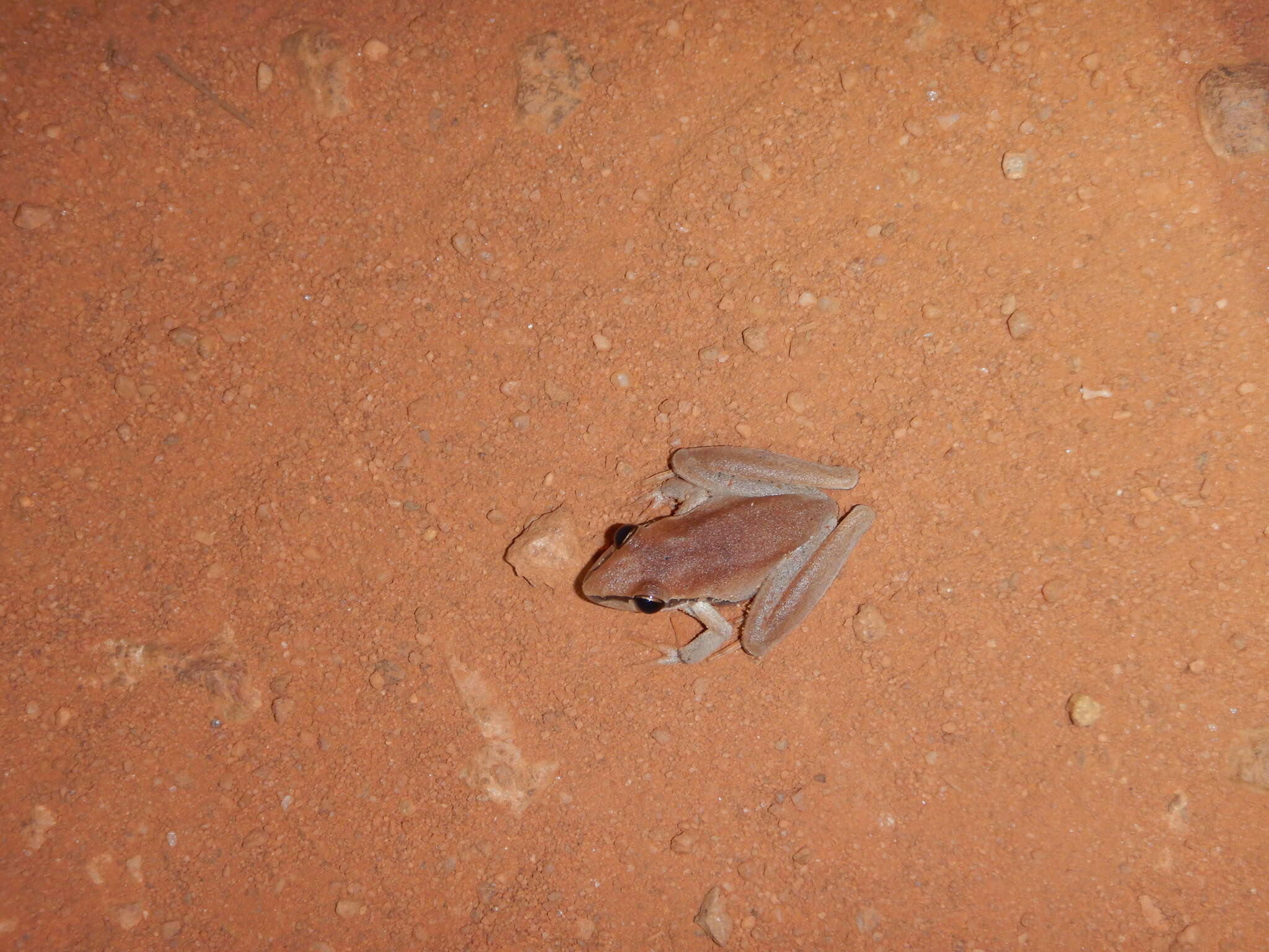 Sivun Litoria nigrofrenata (Günther 1867) kuva