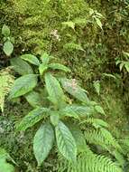 Imagem de Hydrangea densifolia (C. F. Wei) Y. De Smet & Granados