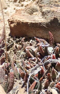 Image of Haworthiopsis scabra (Haw.) G. D. Rowley