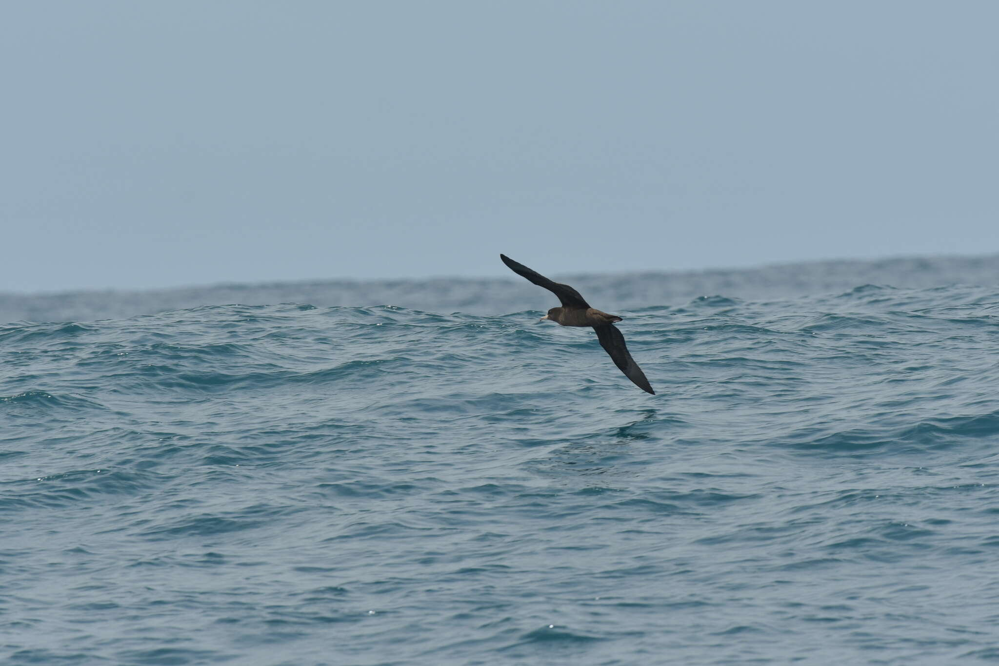 Image of Flesh-footed Shearwater