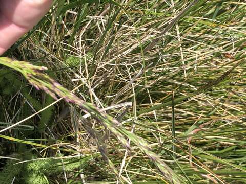 Image of Tufted Hair-grass