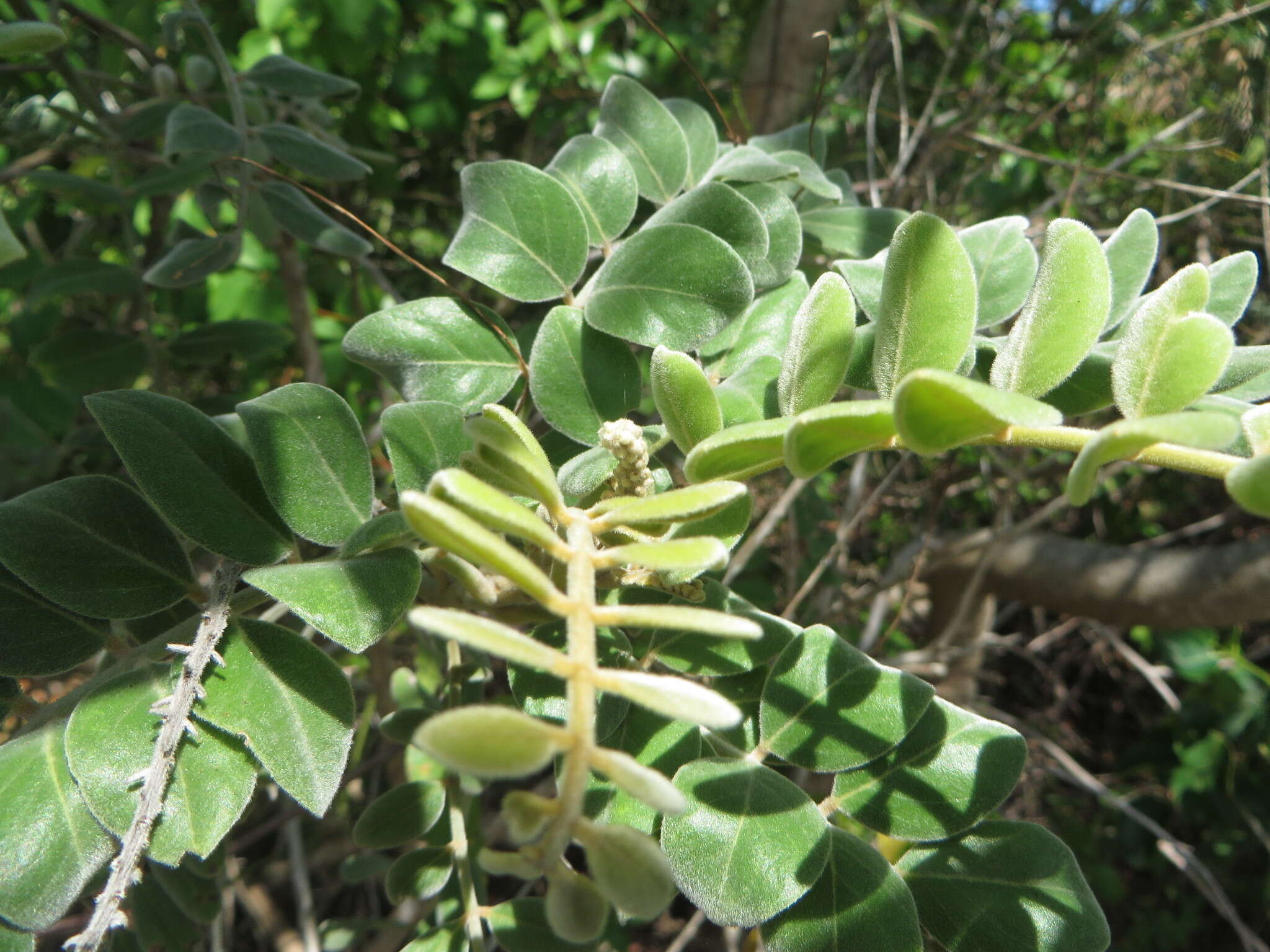 Слика од Sophora tomentosa subsp. occidentalis (L.) Brummitt