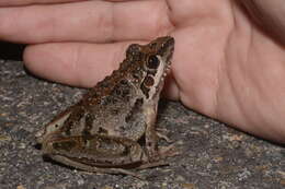 Imagem de Litoria freycineti Tschudi 1838