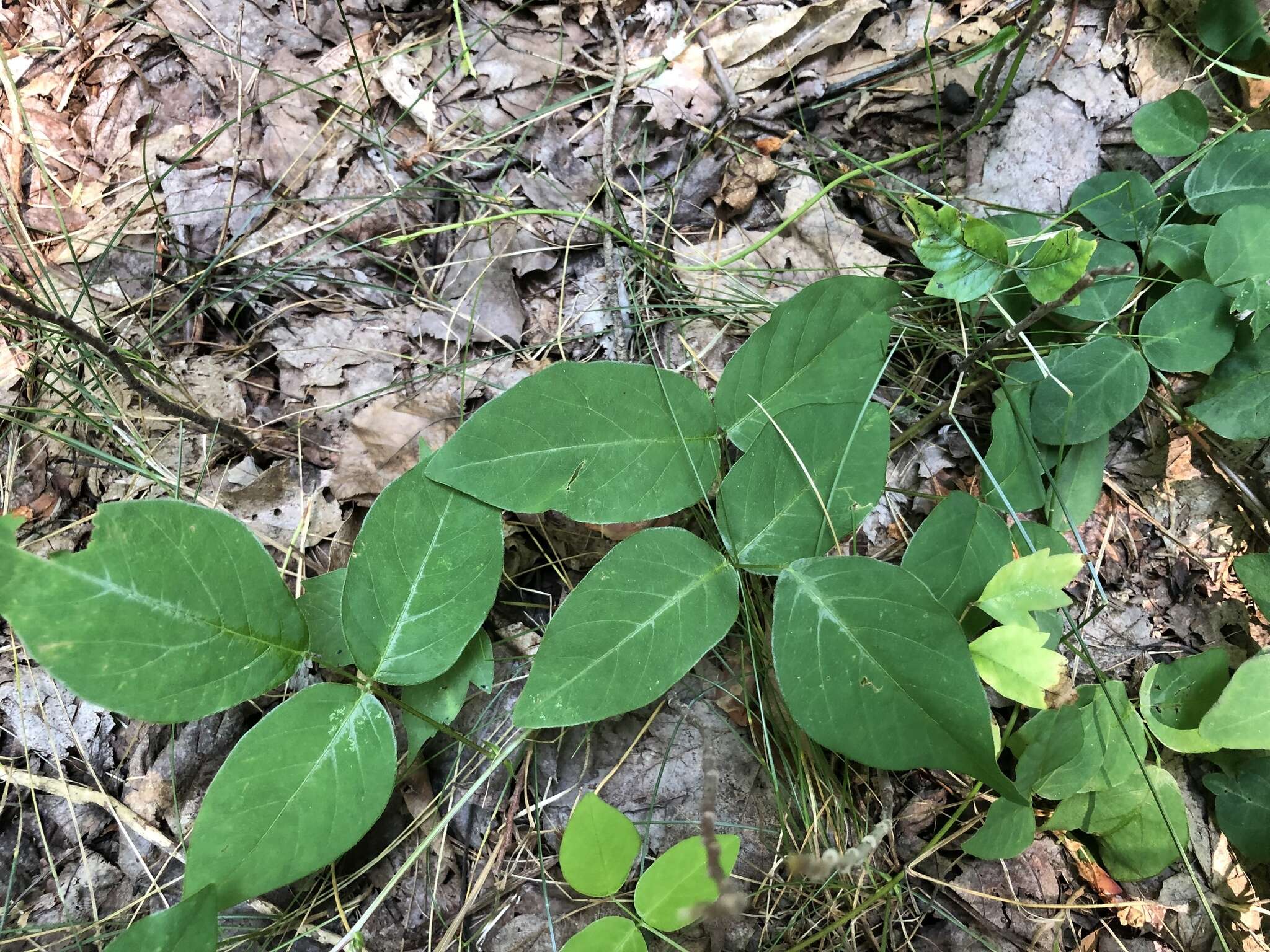 Sivun Desmodium humifusum (Muhl.) Beck kuva