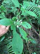 صورة Phyllopentas austro-orientalis (Homolle & Verdc.) Kårehed & B. Bremer