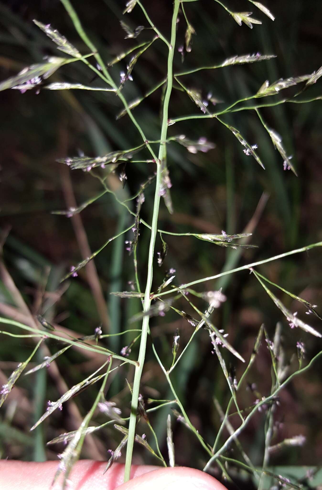 صورة Eragrostis tenuifolia (A. Rich.) Hochst. ex Steud.