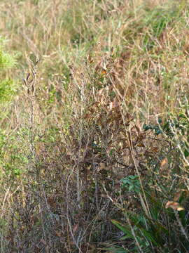 Lindera glauca (Sieb. & Zucc.) Bl. resmi