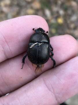 Image of Cnemotrupes semiopacus (Jekel 1865)