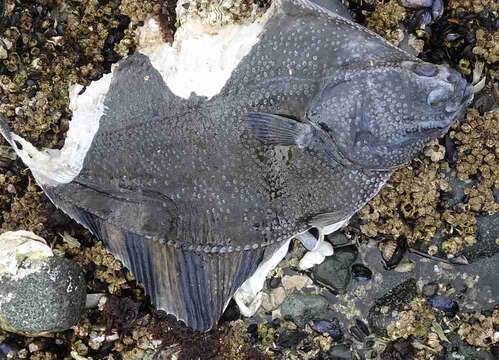 Image of Starry Flounder