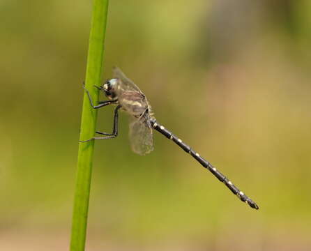 Image of Mountain Tigertail