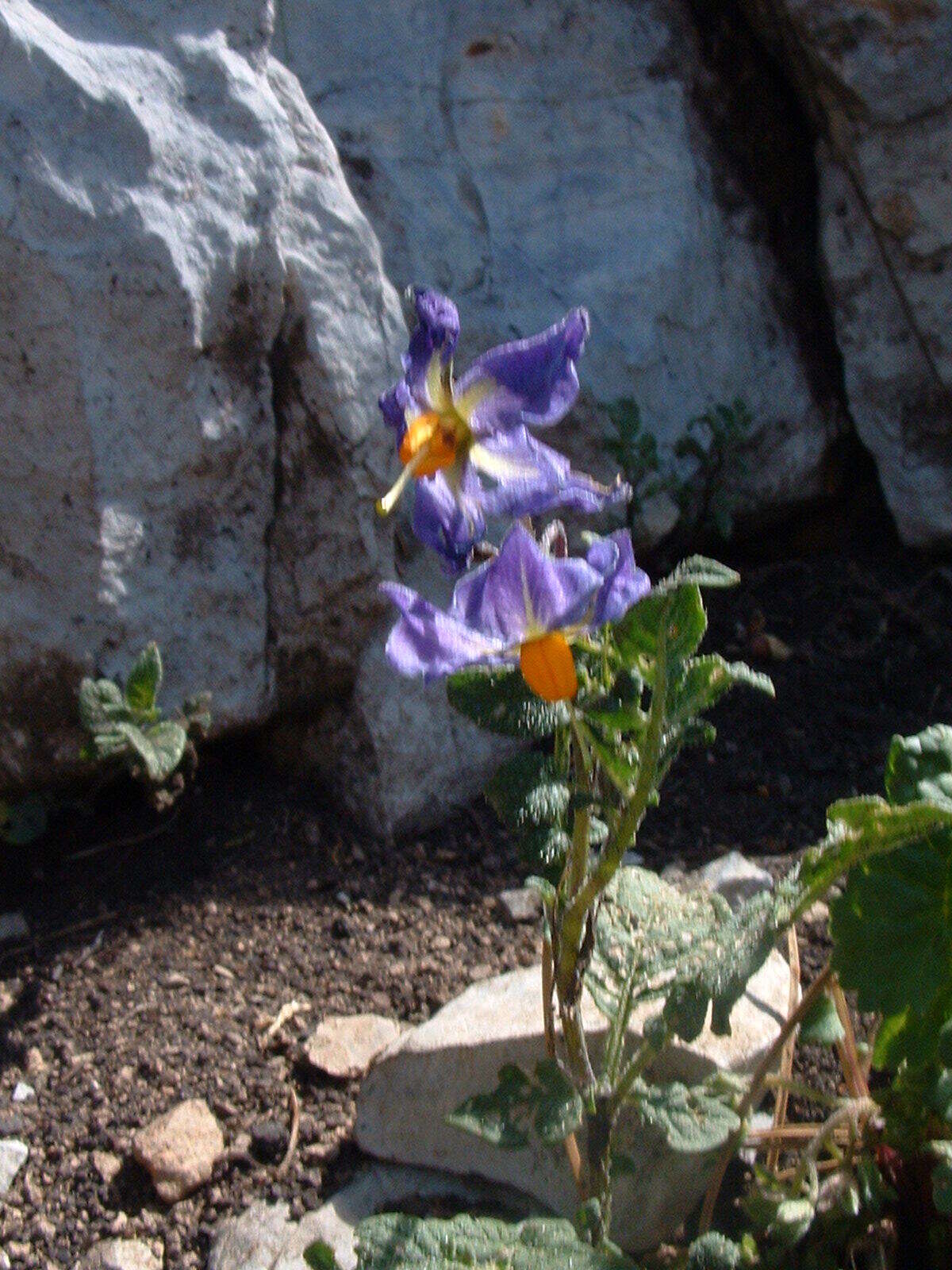 Image of Solanum verrucosum Schltdl.