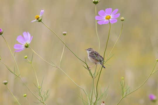 Image of Cisticola juncidis terrestris (Smith & A 1842)