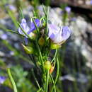 Plancia ëd <i>Psoralea diturnerae</i>