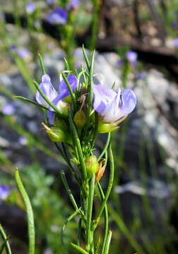 Image of <i>Psoralea diturnerae</i>