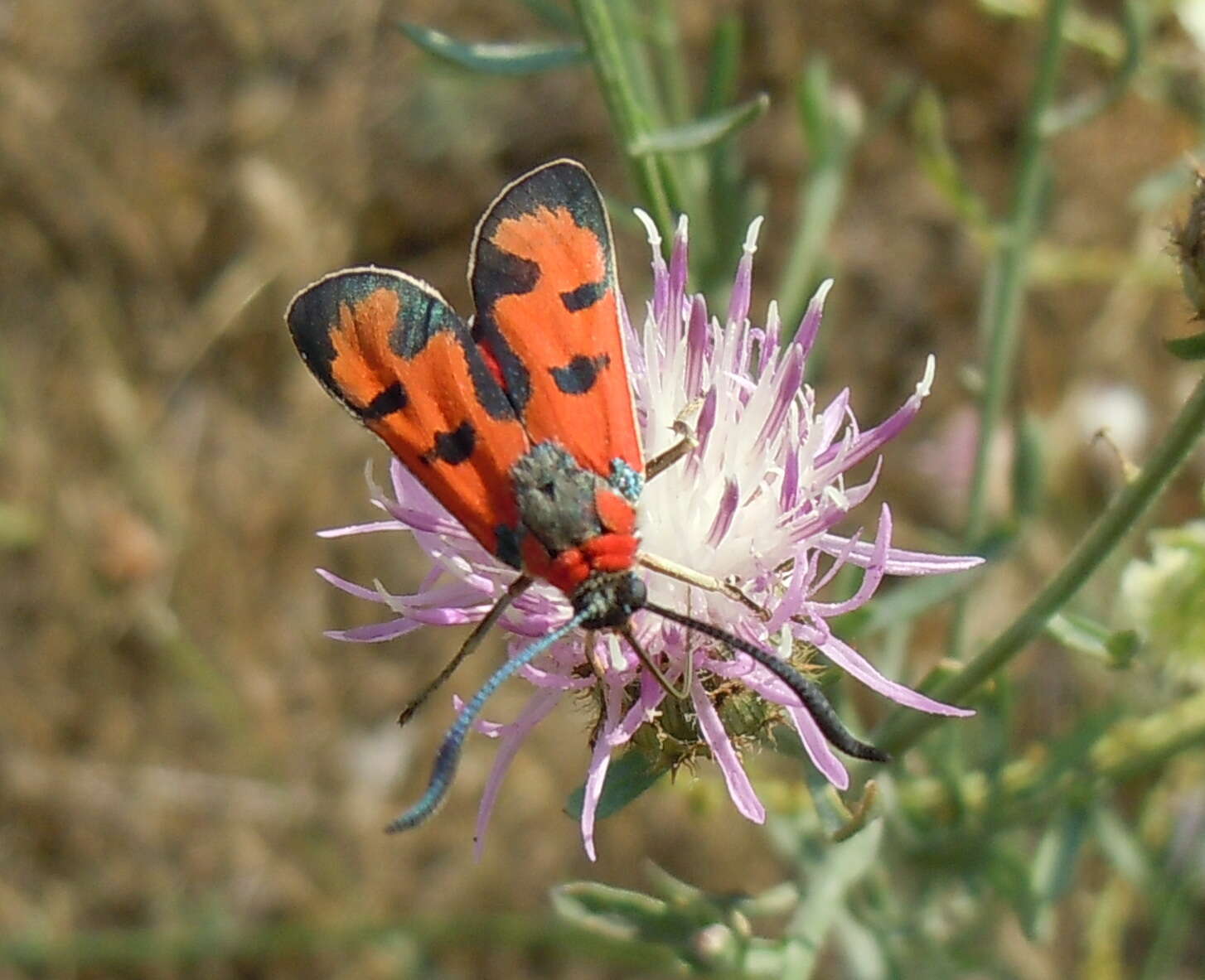 Image of Zygaena laeta Hübner 1790