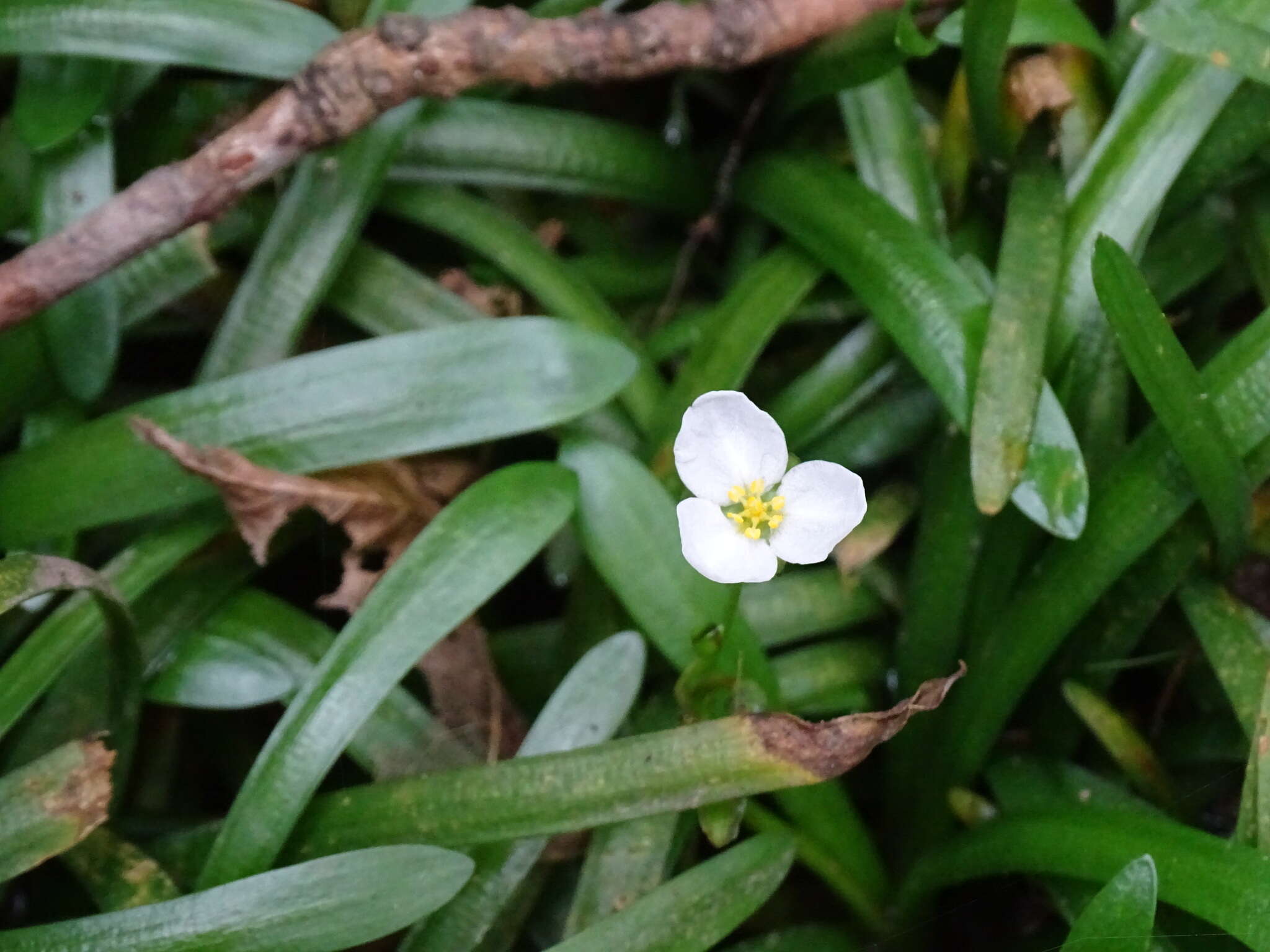 Слика од Sagittaria pygmaea Miq.