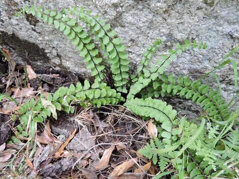 Plancia ëd Asplenium blepharodes Eat.