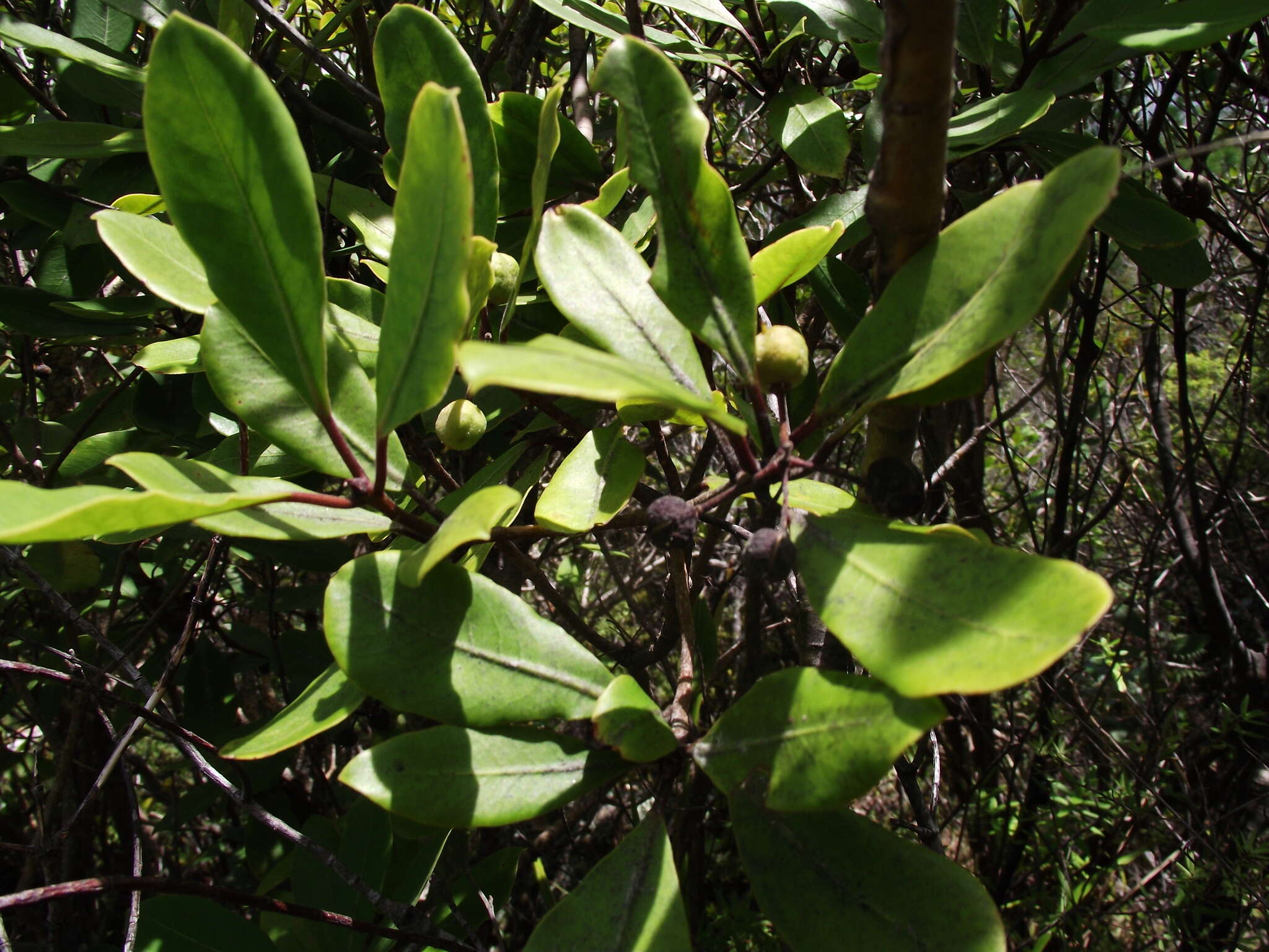 Image de Pittosporum huttonianum T. Kirk