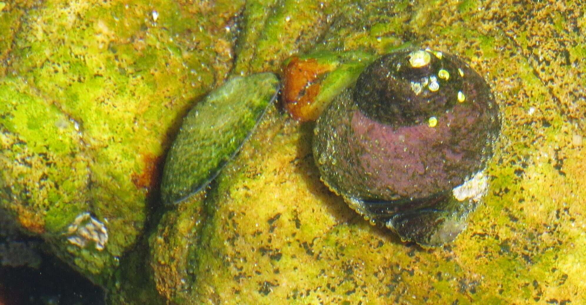 Image of pink-lipped topshell