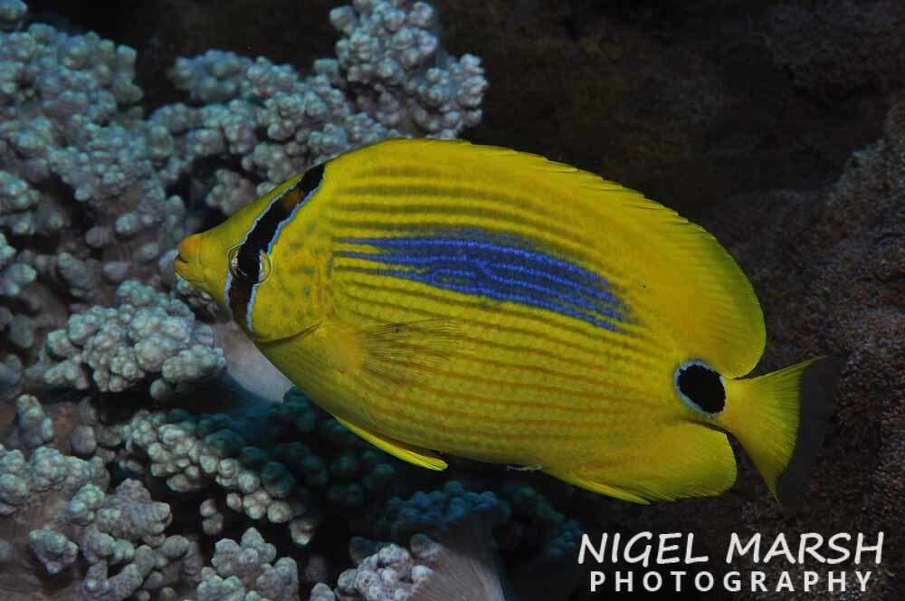 Image of Blue-dash Butterflyfish