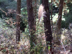 Image of purple pampas grass