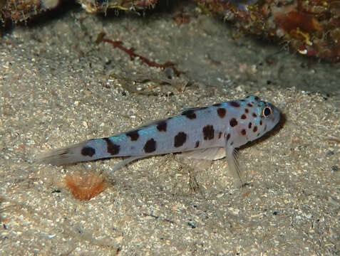 Image of Leopard-spotted Goby