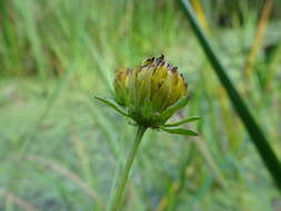 Image of Crowned Beggarticks