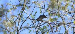 Image of Black-capped Gnatcatcher