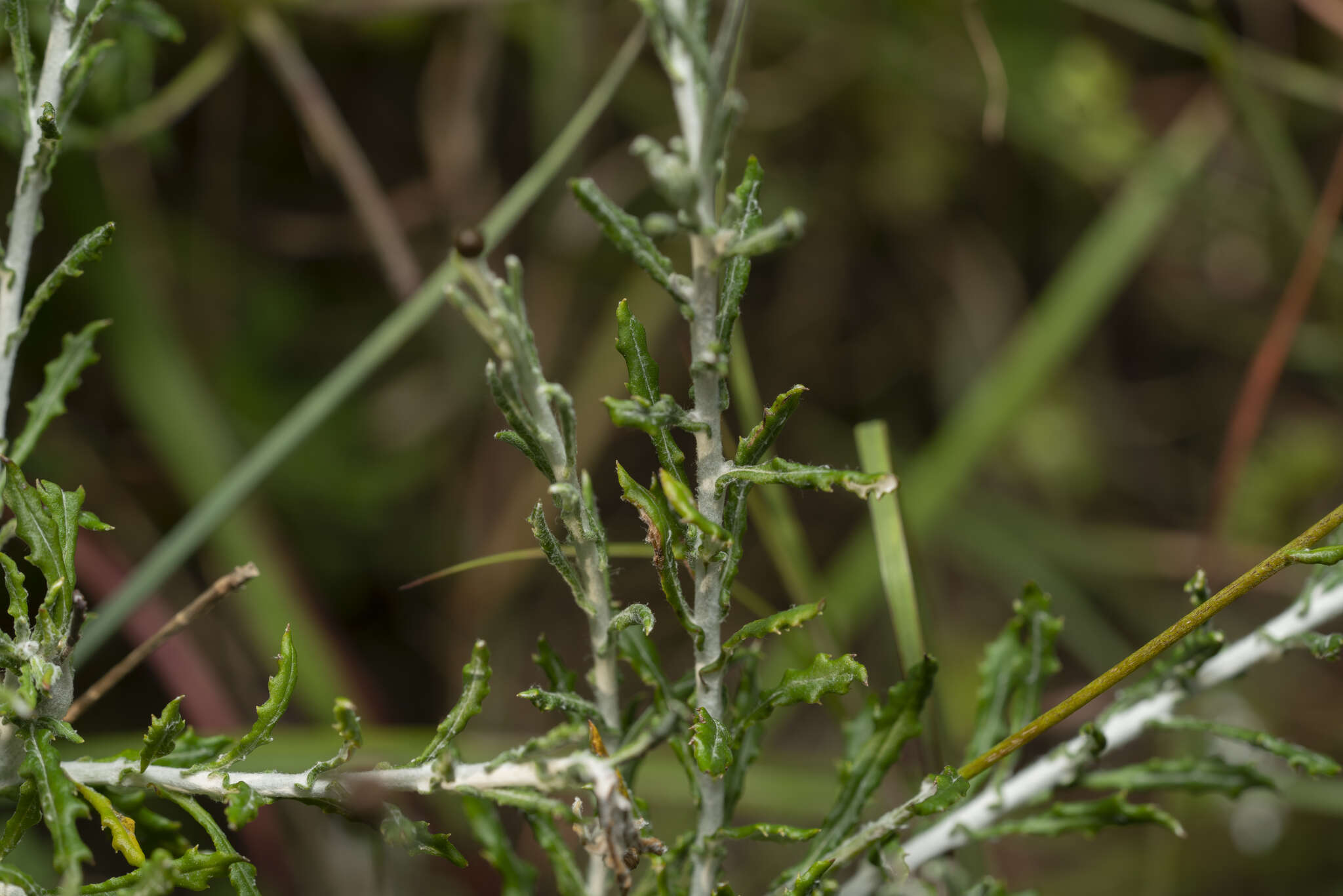 Image of Phagnalon graecum Boiss. & Heldr.