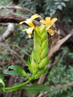 Image of Barleria crossandriformis C. B. Cl.