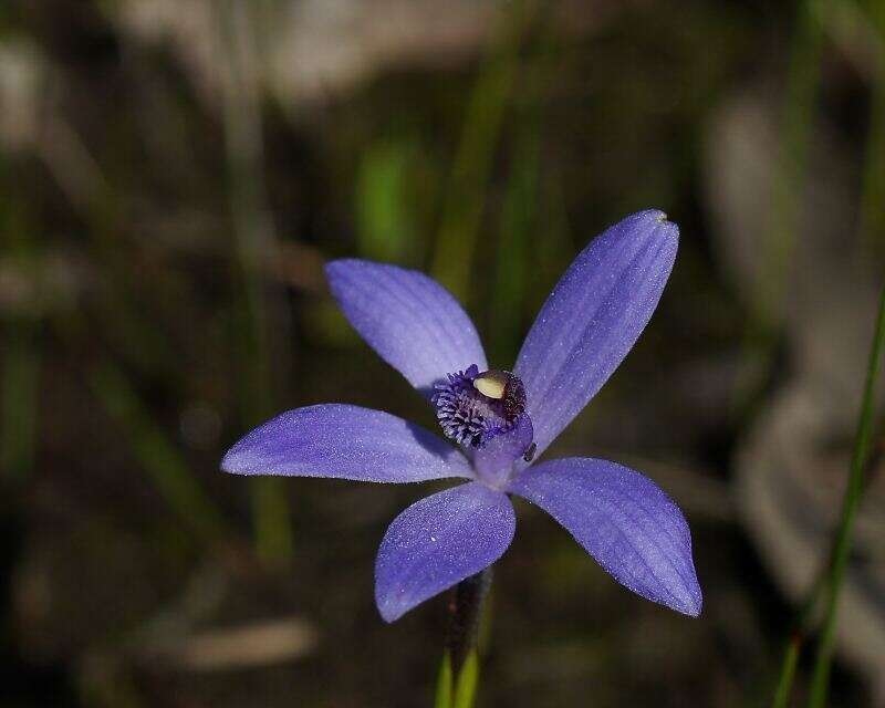 Plancia ëd Pheladenia