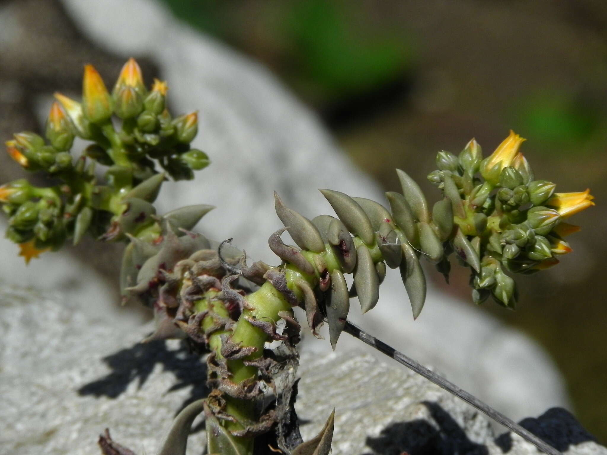 Image of San Gabriel River dudleya