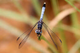 Image of Little Blue Dragonlet