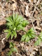 Image of Anemonastrum biarmiense (Juz.) J. Holub