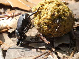 Image of Scarab beetle